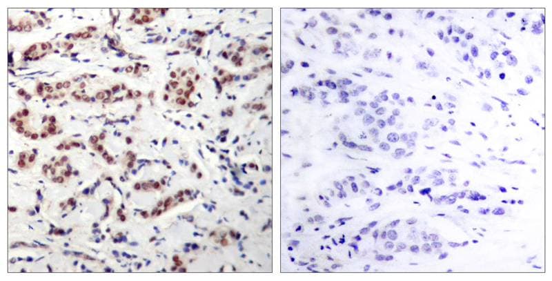 STAT5A [p Tyr694] Antibody - BSA Free