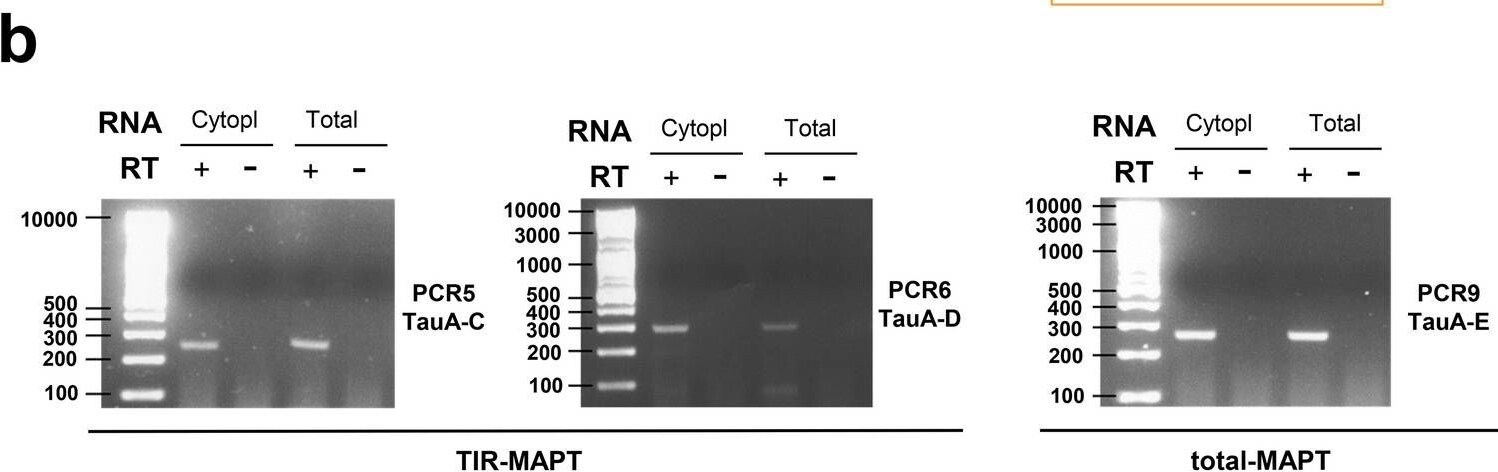 Tau Antibody - BSA Free