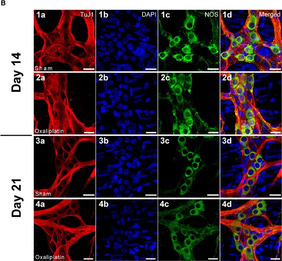 nNOS Antibody