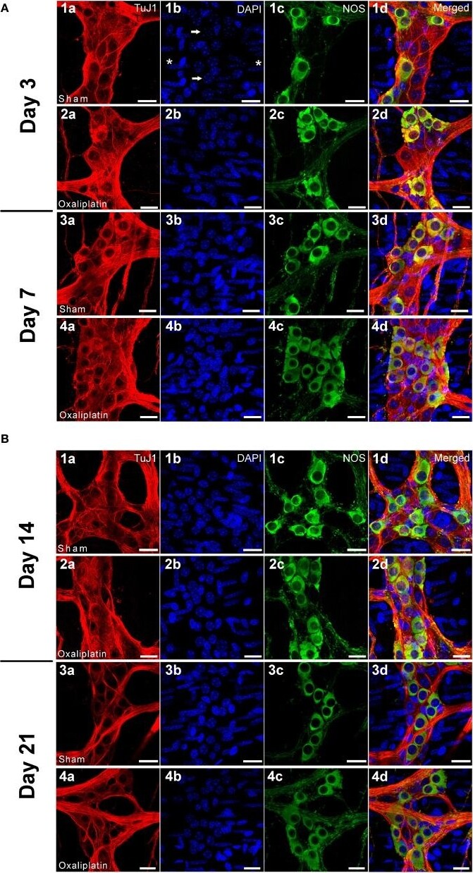 nNOS Antibody