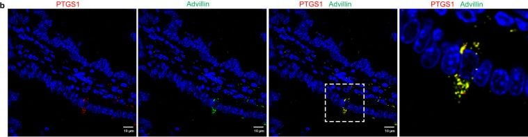 COX-1 Antibody