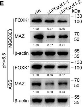 MAZ Antibody