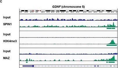 MAZ Antibody