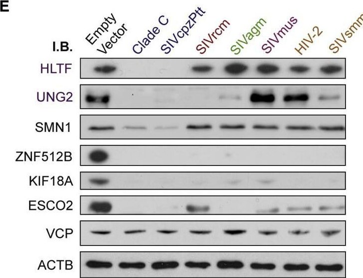 ESCO2 Antibody - BSA Free