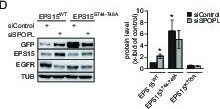 EPS15R Antibody
