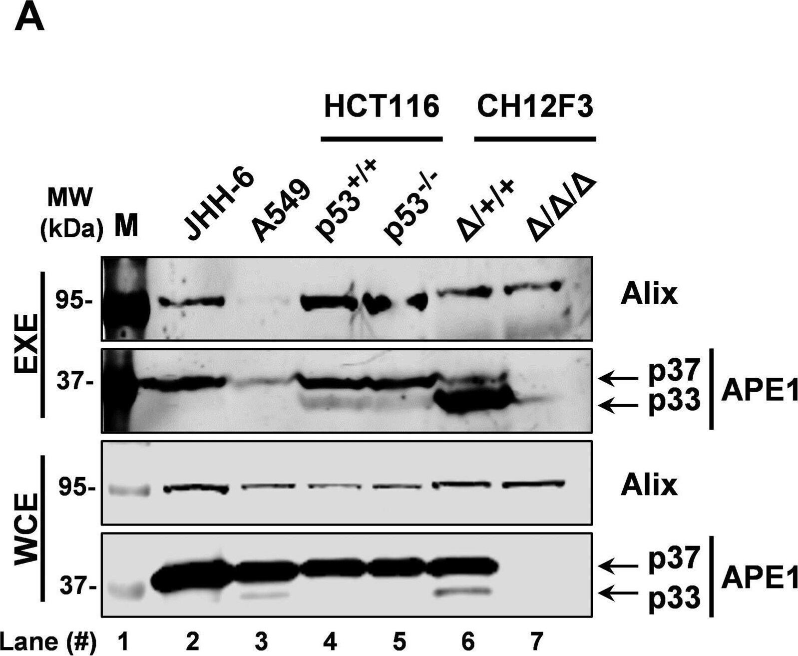 APE Antibody
