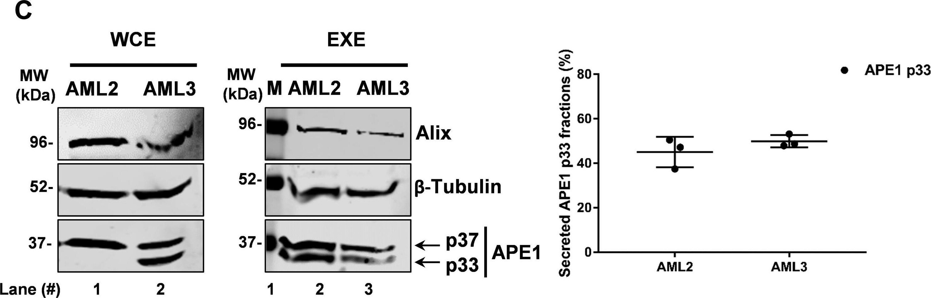 APE Antibody