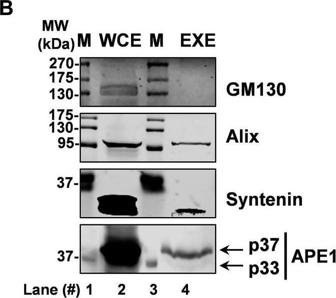 APE Antibody
