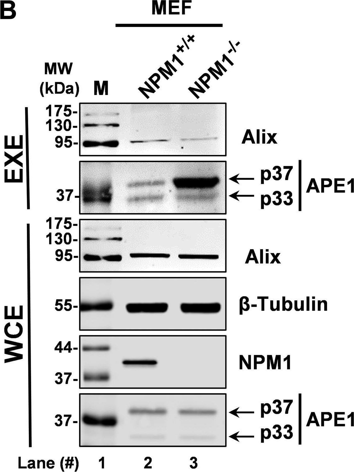 APE Antibody