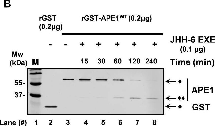 APE Antibody