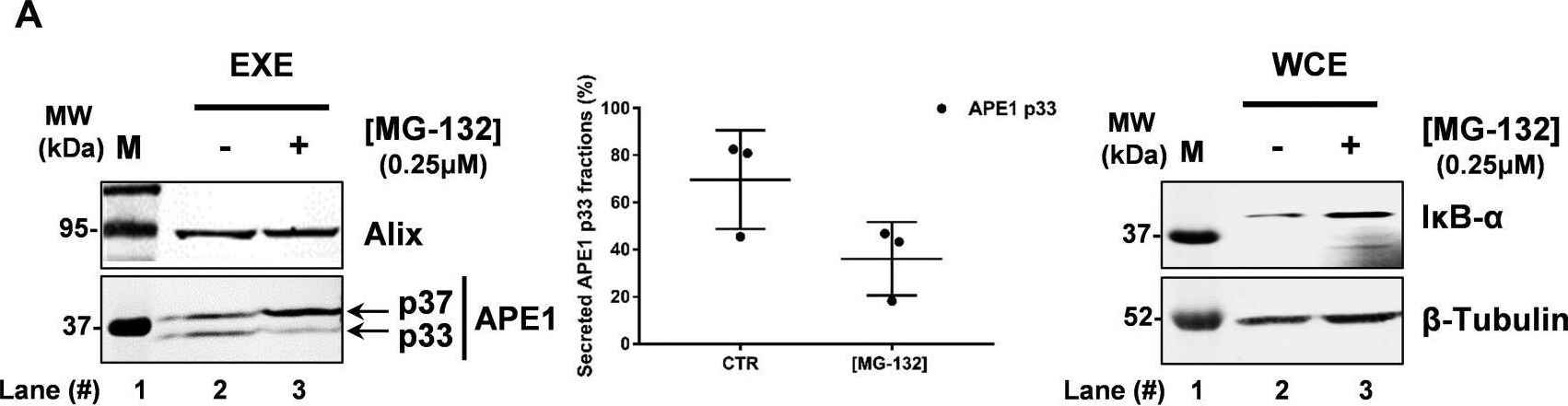 APE Antibody