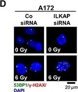 53BP1 Antibody - BSA Free
