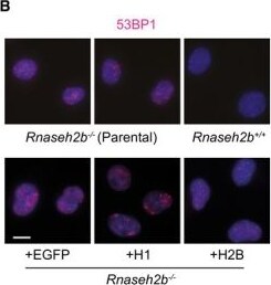 53BP1 Antibody - BSA Free