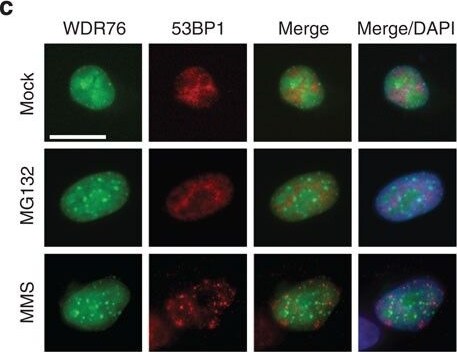 53BP1 Antibody - BSA Free