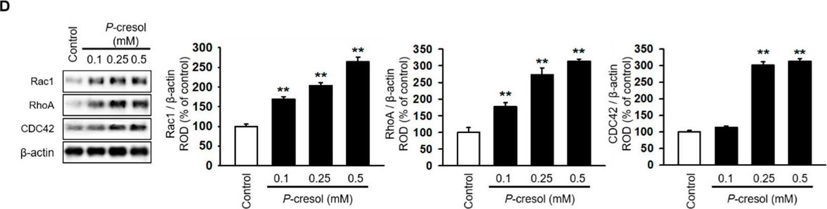 Rac1 Antibody