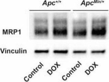 APC Antibody - BSA Free