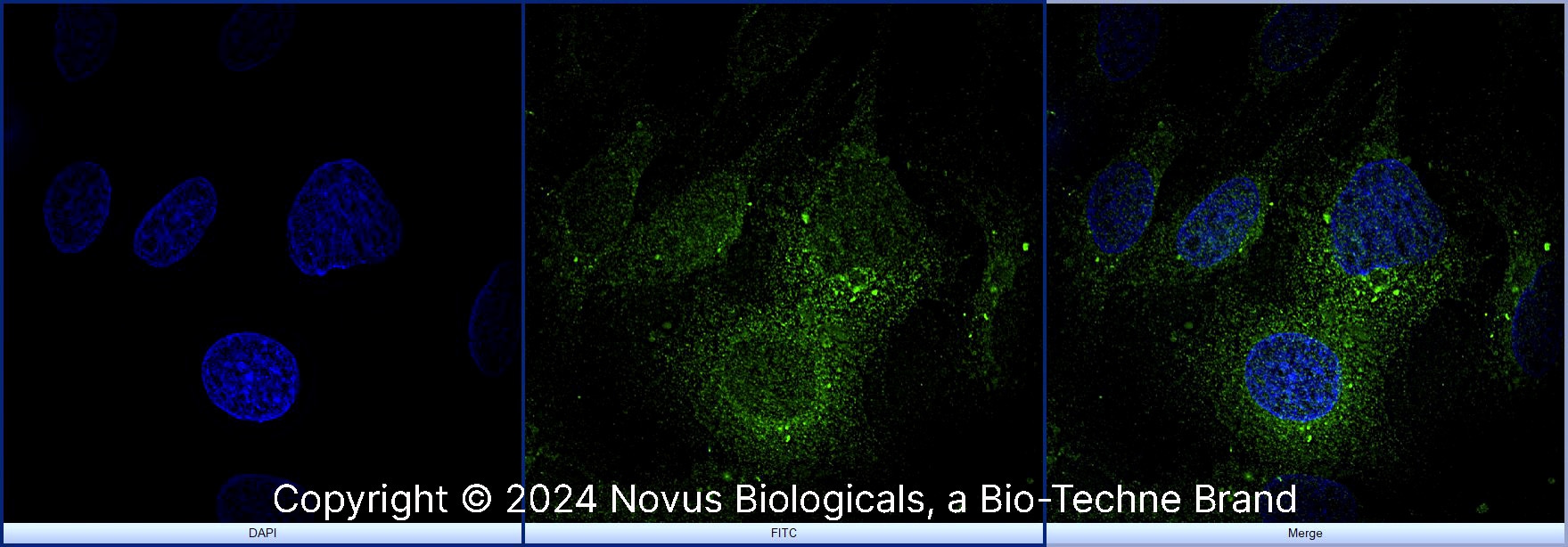 TfR (Transferrin R) Antibody [Alexa Fluor® 488]