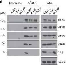 eIF3K Antibody