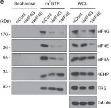 eIF3K Antibody