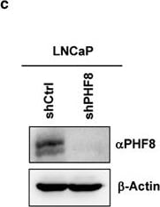 PHF8 Antibody