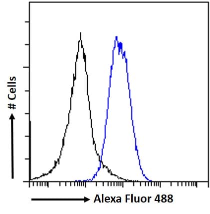 EPB41L5 Antibody
