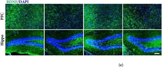 BDNF Antibody