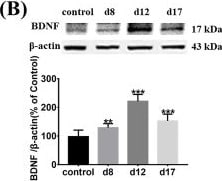 BDNF Antibody