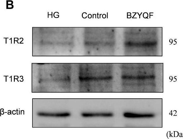 TAS1R3 Antibody