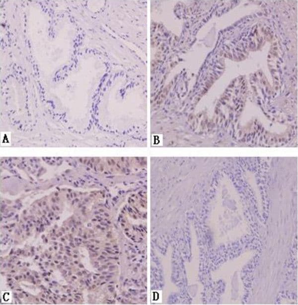 AG-2/AGR2 Antibody - BSA Free