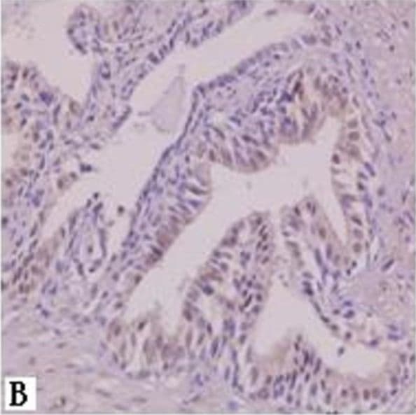 AG-2/AGR2 Antibody - BSA Free
