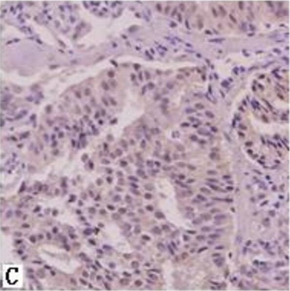 AG-2/AGR2 Antibody - BSA Free