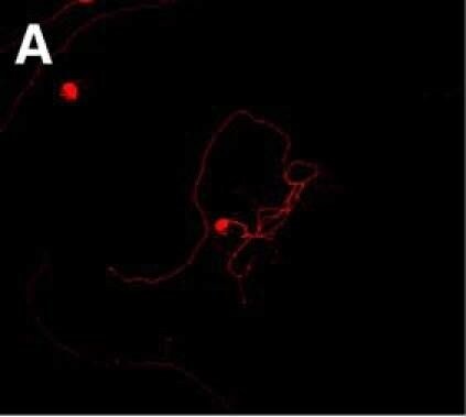 Alkaline Phosphatase/ALPP Antibody (8B6) - BSA Free