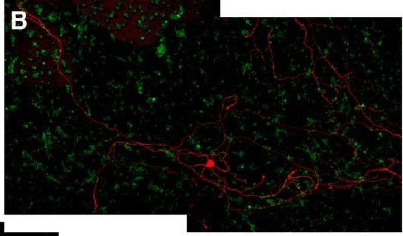 Alkaline Phosphatase/ALPP Antibody (8B6) - BSA Free