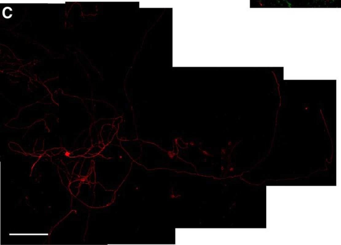 Alkaline Phosphatase/ALPP Antibody (8B6) - BSA Free