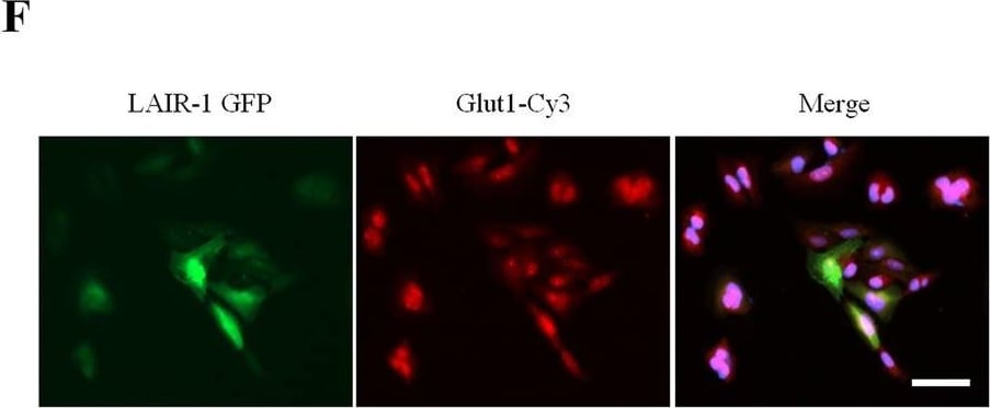 Glut1 Antibody - BSA Free