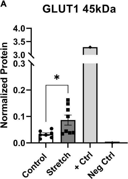 Glut1 Antibody - BSA Free