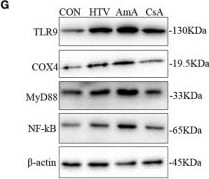 COX4 Antibody - BSA Free