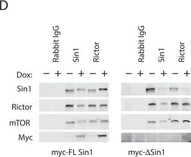 Sin1/MAPKAP1 Antibody