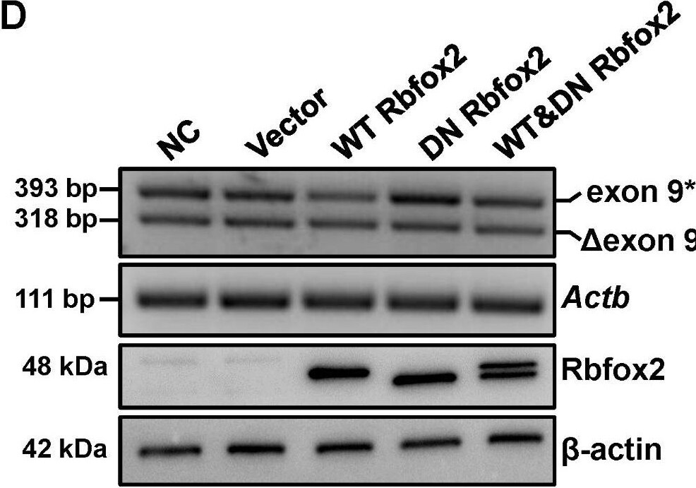 FOX2 Antibody - BSA Free