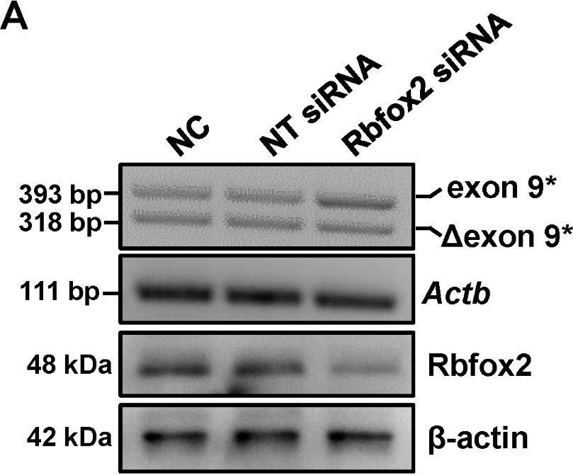 FOX2 Antibody - BSA Free