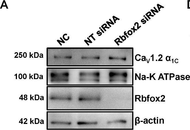 FOX2 Antibody - BSA Free