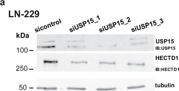 USP15 Antibody