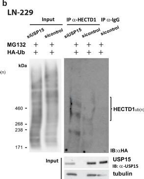 USP15 Antibody