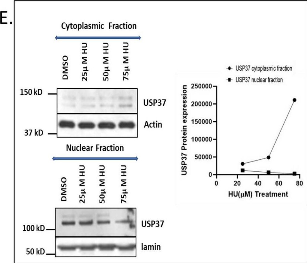 USP37 Antibody