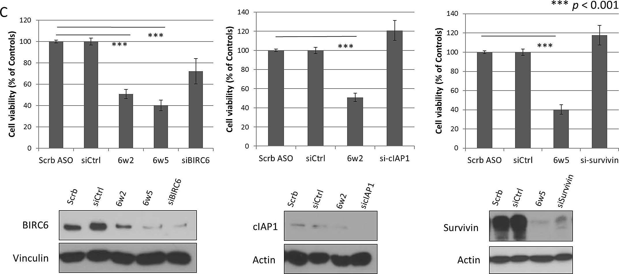 BIRC6 Antibody