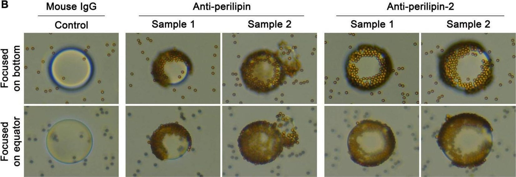 Perilipin Antibody - BSA Free