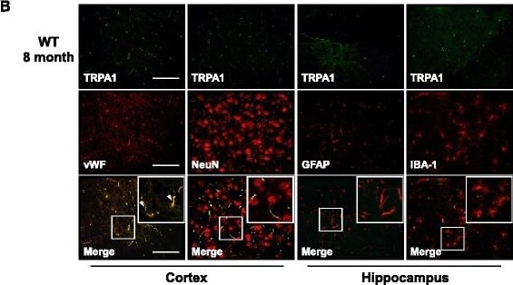TRPA1 Antibody - BSA Free