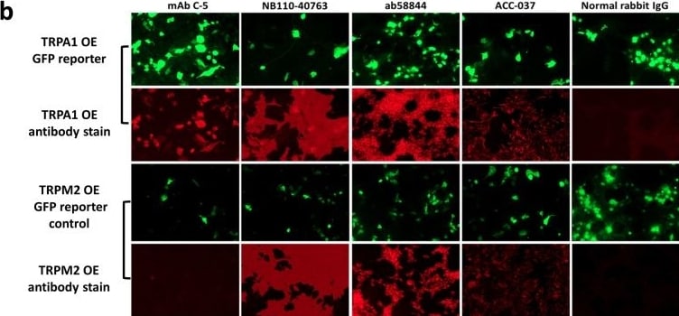 TRPA1 Antibody - BSA Free