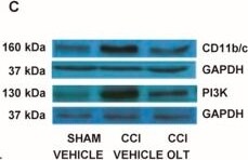CD11b/c Antibody - BSA Free