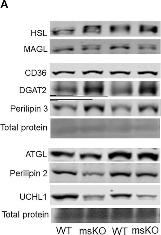 Perilipin-2/ADFP Antibody - BSA Free